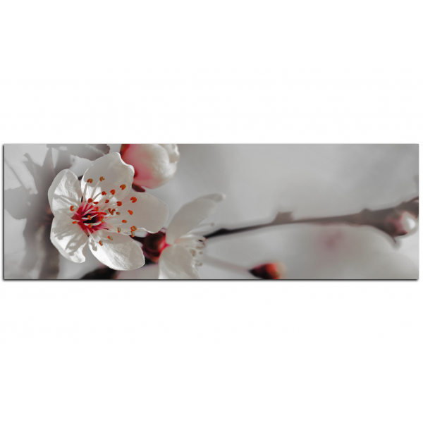 Obraz na plátně - Květ třešně - panoráma